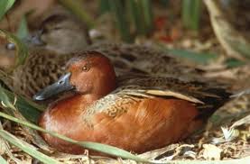 Fertile Bird Eggs For Sale In India Fertile Cinnamon Teal Duck Eggs Are Here For Auction At Www Frankstrade Com Key Fantail Pigeons Find Birds Fish Francol Teal Duck Fantail Pigeon Duck Eggs
