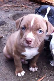 6 Week Black And White Pitbull Puppy My Baby Bentley 6 Weeks Old Pitbull Americanbulldog Rednose Pitbull Puppies Pitbulls Blue Nose Pitbull