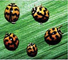Insect pests attack all portions of the rice plant and all stages of plant growth. Managing Insect Pests In Organic Vegetable Production Agriculture Monthly