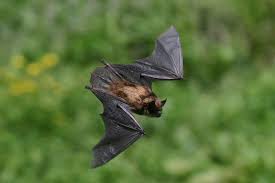 Check spelling or type a new query. Bats Garden Pest Control Garden Culture Magazine