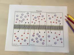 Cell Transport Osmosis Coloring Page Or Poster And Application Question Pages Biology Classroom Teaching Biology Science Biology