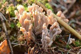 Image result for Clavulina cinerea