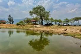 Image result for Ixora burundiensis