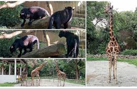 Zoo ini dinobatkan sebagai zoo yang terbaik di negara malaysia. Melaka Zoo Set To Welcome New Black Panther Cubs Laptrinhx News