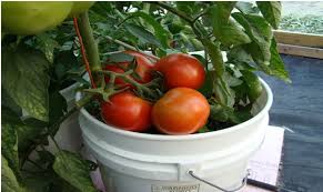 Place your tomato plant inside the hole and then fill the surrounding area with soil. How To Grow Tomatoes In 5 Gallon Buckets Learn How To
