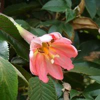 Terms in this set (9). Unusual Plants From South America Onszaden