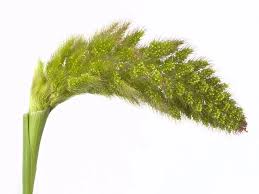 Image result for Setaria longiseta
