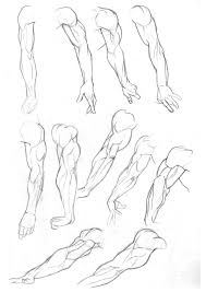Sketchbook Arms Pg2 By Bambs79 On Deviantart Human Anatomy Drawing Anatomy Art Arm Anatomy