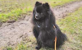 About press copyright contact us creators advertise developers terms privacy policy & safety how youtube works test new features press copyright contact us creators. Black Pomeranian What You Need To Know About The Black Pom