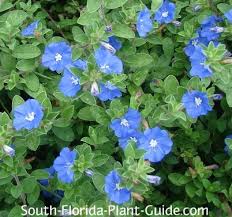 Of course, many perennials that hail from equatorial latitudes. Flowering Perennials For South Florida