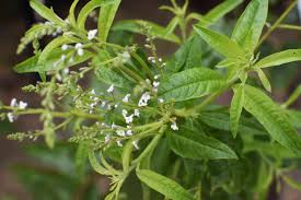 Image result for Aloysia citrodora