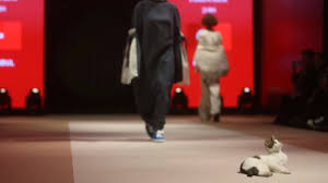 I want someone to hold me like this. Fierce Cat Interrupts Fashion Show To Strut Down Runway Youtube