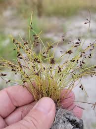 Image result for Lipocarpha micrantha