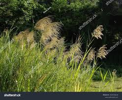 Image result for Phragmites karka