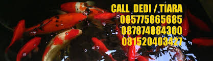 Untuk pemasangannya pun cukup mudah karena sudah tertulis di bungkus kemasan produk tersebut. Bentuk Kolam Ikan Koi Dan Ikan Hias Kolam Ikan Koi Dengan Mata Air Pegunungan Hambalang