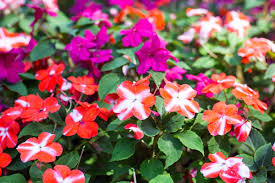 Image result for Impatiens wallerana