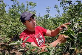 May frost brings severe damage to spring harvest in New England