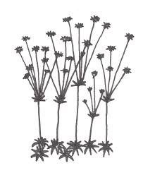 Image result for Syngonanthus longibracteatus