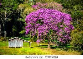 Image result for Handroanthus sp. near impetiginosus
