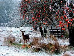 We did not find results for: Beautiful Winter Photography Art