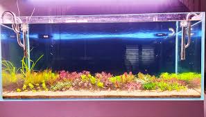 Image result for Syngonanthus robinsonii