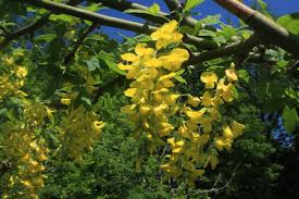 Image result for Xyris natalensis