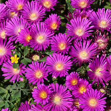Image result for Delosperma mahonii