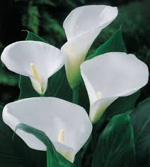 Image result for Zantedeschia aethiopica