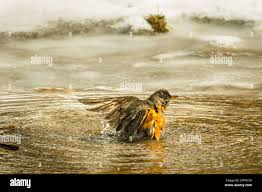 Robin, ein Bad im Teich, Niederlande Stockfotografie