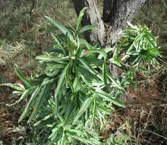 Image result for Antherotoma naudinii