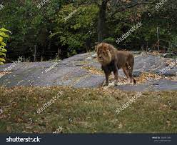 Portrait Of A Lion In The Bronx Zoo Observing Its Habitat Leon Locked In A Well Kept Zoo Lions From Africa Animal Life Wild Wildlif Bronx Zoo Habitats Zoo