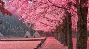 Lokasi taman bunga musim panas di korea selatan. Ini Tempat Di Korea Selatan Yang Jadi Destinasi Favorit Untuk Menikmati Mekarnya Bunga Sakura Tribun Solo