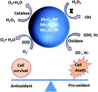 Syntheses of manganese oxide nanoparticles using carboxylic acids.! Crossover Between Anti And Pro Oxidant Activities Of Different Manganese Oxide Nanoparticles And Their Biological Implications Journal Of Materials Chemistry B Rsc Publishing