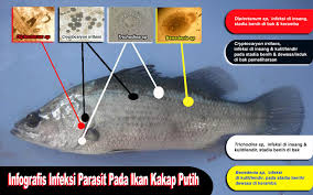 Yang menjadi salah satu keunikan ikan ini adalah dapat hidup di air laut bahkan di air payau. Aquatec Keramba Jaring Apung Dermaga Apung Dan Perahu Hdpe