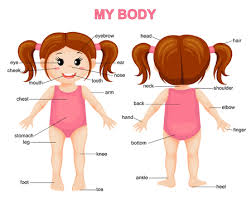 Heart = it beats and pumps blood around the body. Human Body Parts Stock Illustrations Cliparts And Royalty Free Human Body Parts Vectors