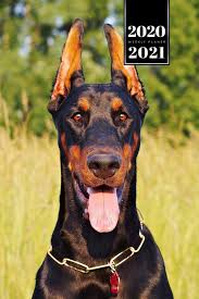 Buy Doberman Dog Calendar Week Planner 2020 2021 Ears Set Pup Puppy Doggie Pet Owner Weekly Bullet Journal Notebook Diary In 6 X 9 Inch Pocket Size Book Online At This image is available in two types of prints: buy doberman dog calendar week planner