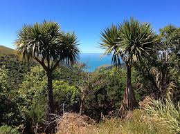 We did not find results for: Trees Of The Genus Cordyline Cabbage Trees And Lily Trees Evergreen Arborist Consultants