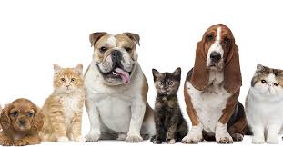 Vaccinations clinic in palmdale, ca. Animal Care Services Palmdale Ca