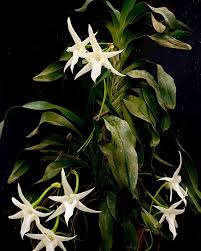 Image result for Cynorkis kassneriana