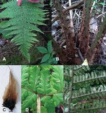 Image result for Dryopteris pentheri