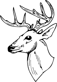 More images for how to draw a deer skull side view » Drawing Deer Face Side View Novocom Top