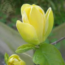 Like the name suggests, these are flowers which grow in nature & do not require a seed to be planted. Magnolia X Brooklynensis Yellow Bird Buy Yellow Magnolia Trees