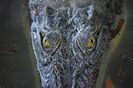 Oil can help release the active ingredient in peppers called capsaicin. Michael Tear The Screen Guide Screen Australia