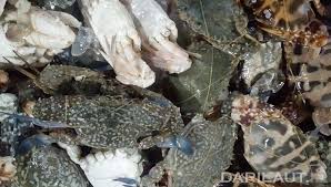 Mengabadikan sebuah pemandangan lautan bebas mungkin sudah hamparan lautan lepas berwarna biru seperti gambar pemandangan di atas terlihat begitu indah. Pesan Menteri Susi Jangan Tangkap Rajungan Betina Bertelur Dari Laut