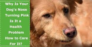 A weimaraner is one of the easiest breeds to. Why Is Your Dog S Nose Turning Pink Is It A Health Problem How To Care For It Petxu Dog Nose Your Dog Dogs
