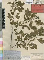 Image result for Harrisonia