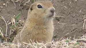 Image result for gophers
