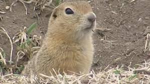 Image result for gophers