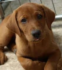 Find red fox lab in canada | visit kijiji classifieds to buy, sell, or trade almost anything! 34 Fox Red Labrador Ideas Fox Red Labrador Red Labrador Labrador