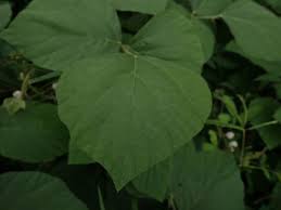 Image result for Neonotonia wightii